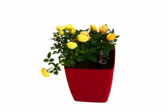 QUADRATO self-irrigating plant pot - 24cm x 24cm x 25cm