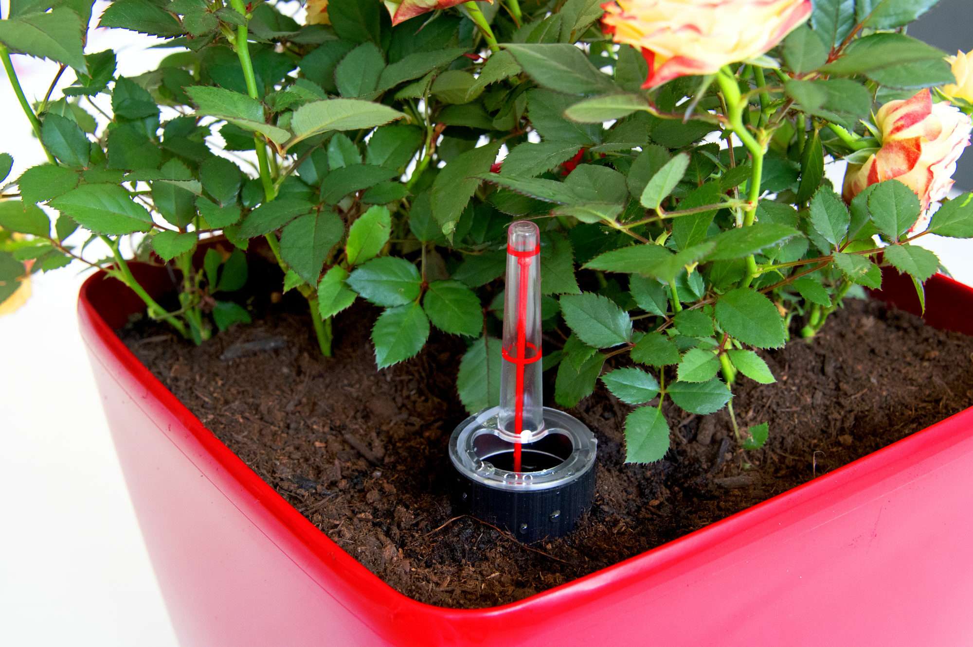 Image du produit : QUADRATO self-irrigating plant pot - 24cm x 24cm x 25cm